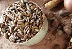 Babassu olaj - a legmagasabb minőségű ápolás az alacsony porozitású haj számára