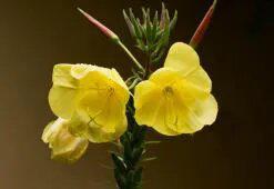 Esti kankalinolaj - a sárga virágok szépítő ereje