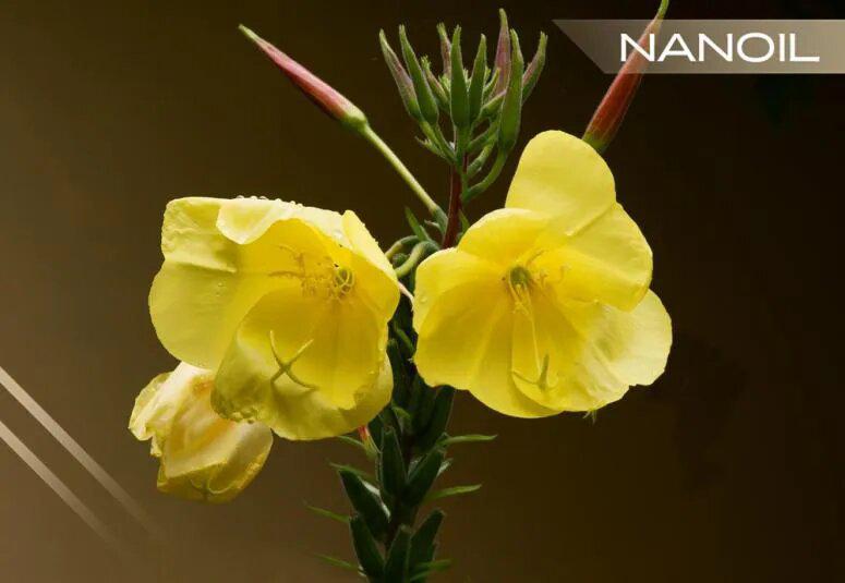 Esti kankalinolaj - a sárga virágok szépítő ereje